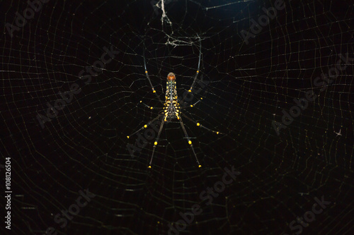 Spider on web close up at night photo