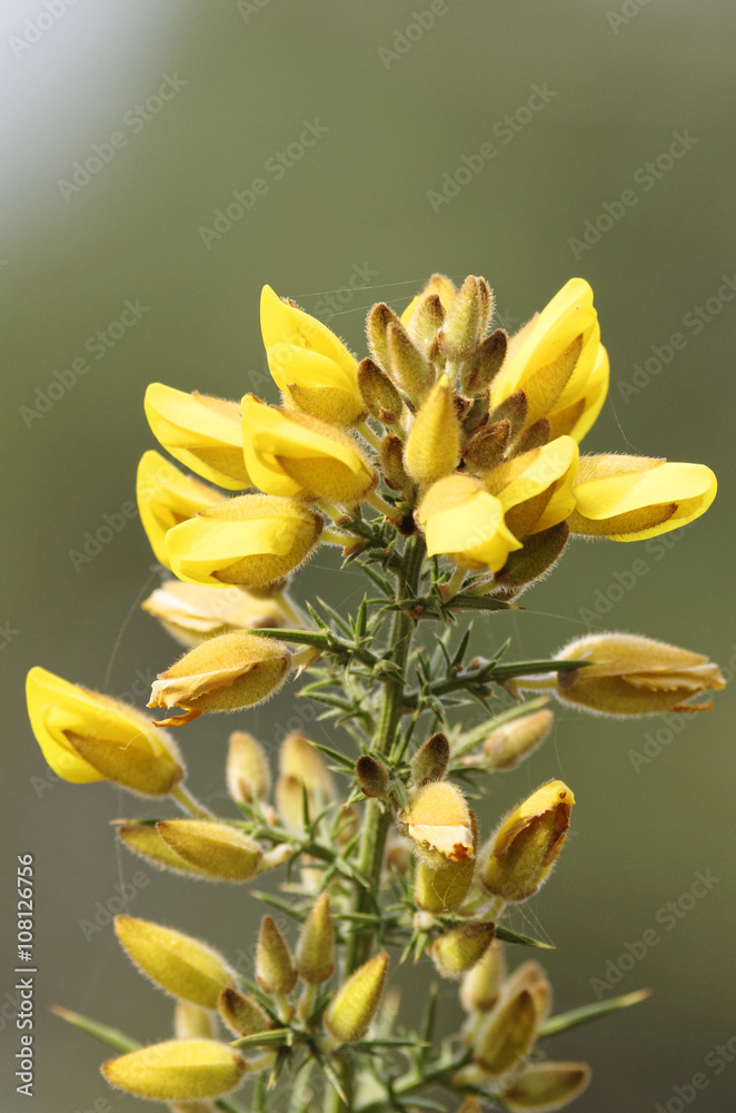 Fototapeta premium Calicotome spinosa, thorny broom or spiny broom