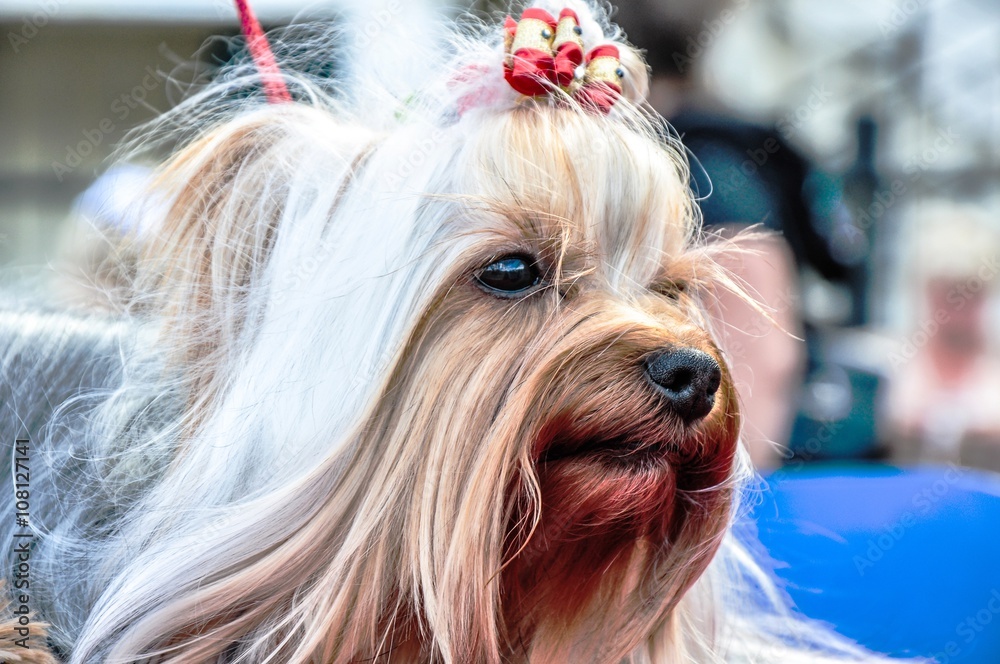 Naklejka premium Dog breed Yorkshire Terrier