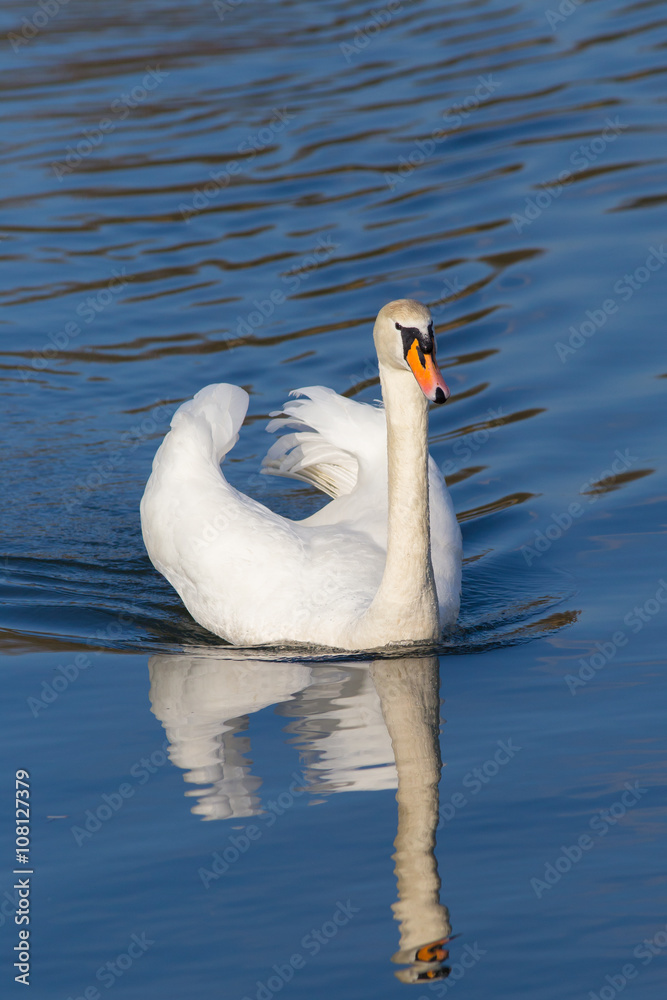 Obraz premium Höckerschwan
