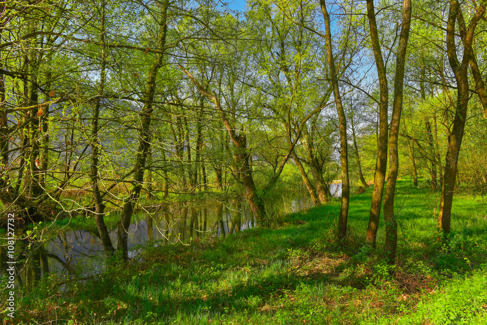 Alberi in mezzo al bosco