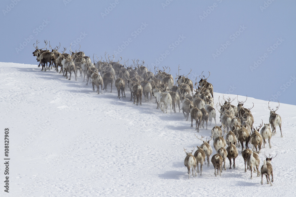 Naklejka premium herd of reindeer running around the mountain winter sunny day