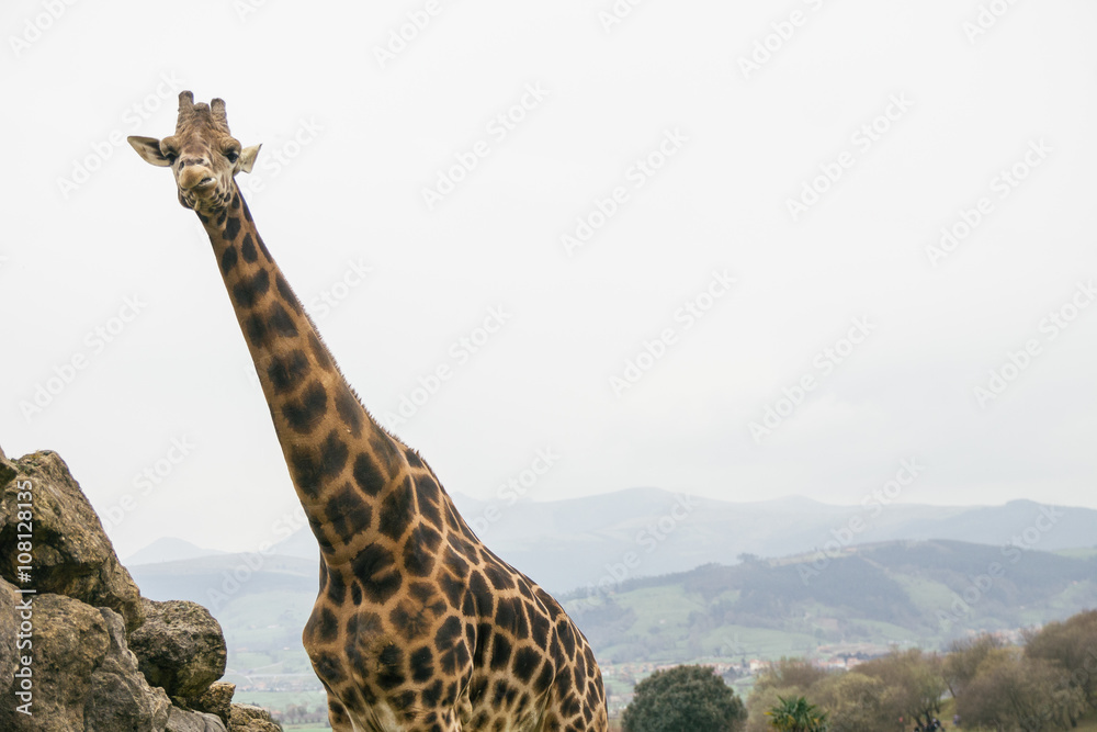 Obraz premium Giraffe