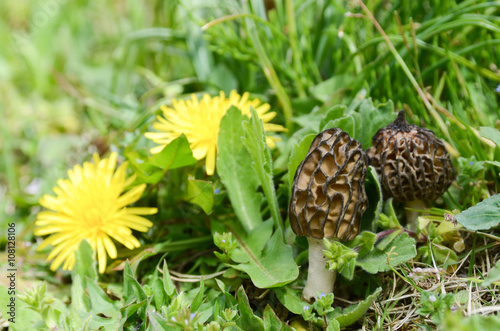 wild morel mushroom in spring