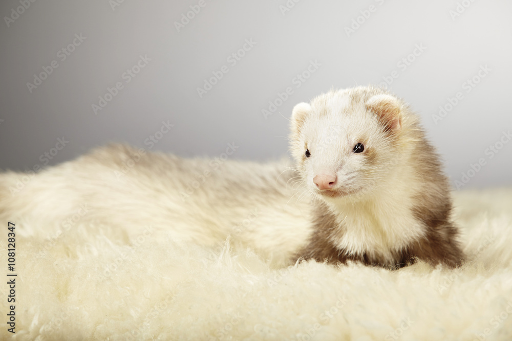 Nice champagne ferret in studio Nice champagne ferret in studio