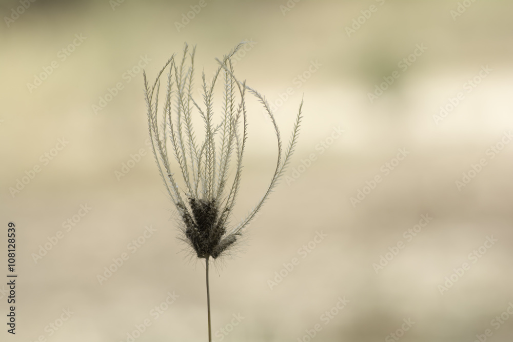 flower of grass ..with blurred background..