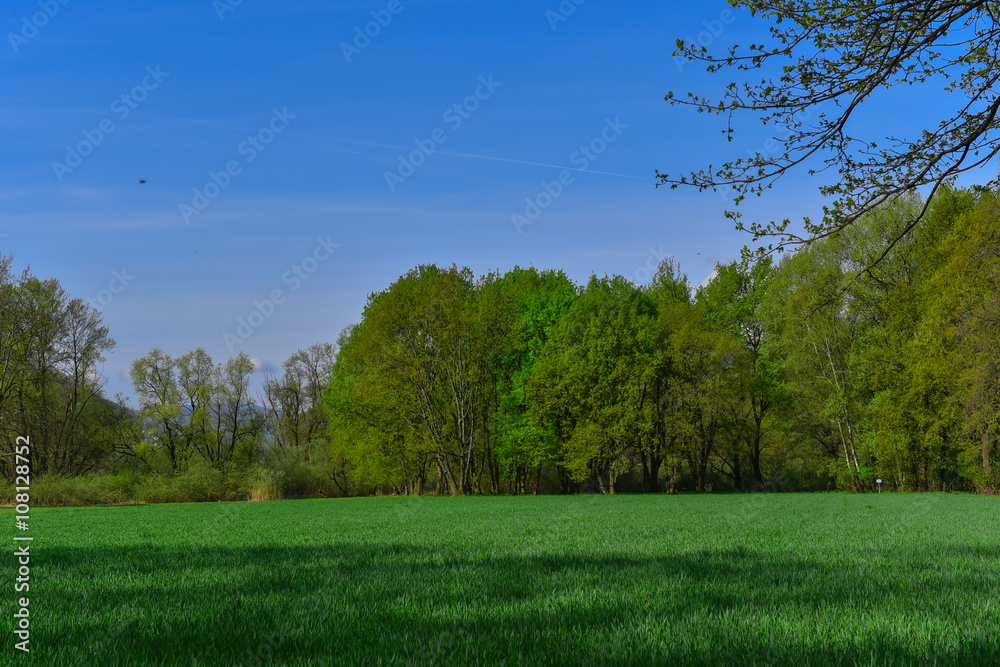 Obraz premium Prato con alberi 