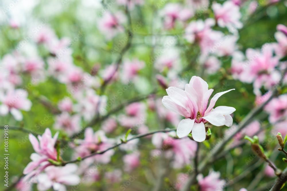 Bloomy magnolia tree with big pink flowers