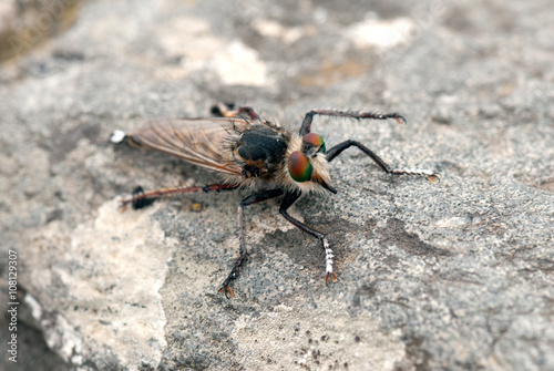 Mosca asesina (Asilus cabroniformis) © Manuel M. Almeida