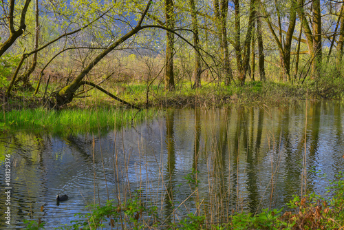 Fiume in mezzo al bosco