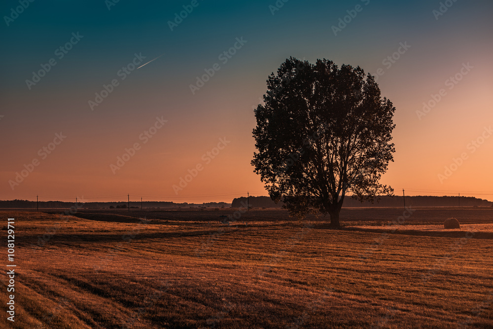 Tree silhouette on autumn field