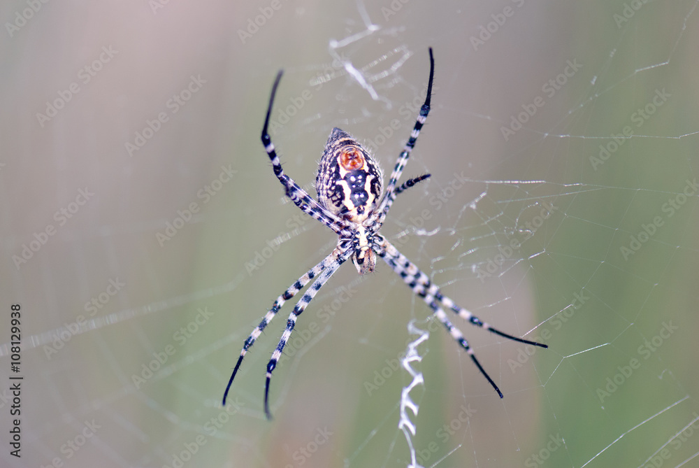 Araña Araña
