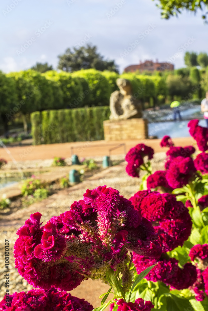 background landscape view of pink celosia flowers on a background of the fountains in the garden of the Alcazar of the Christian Kings in Cordoba, Spain