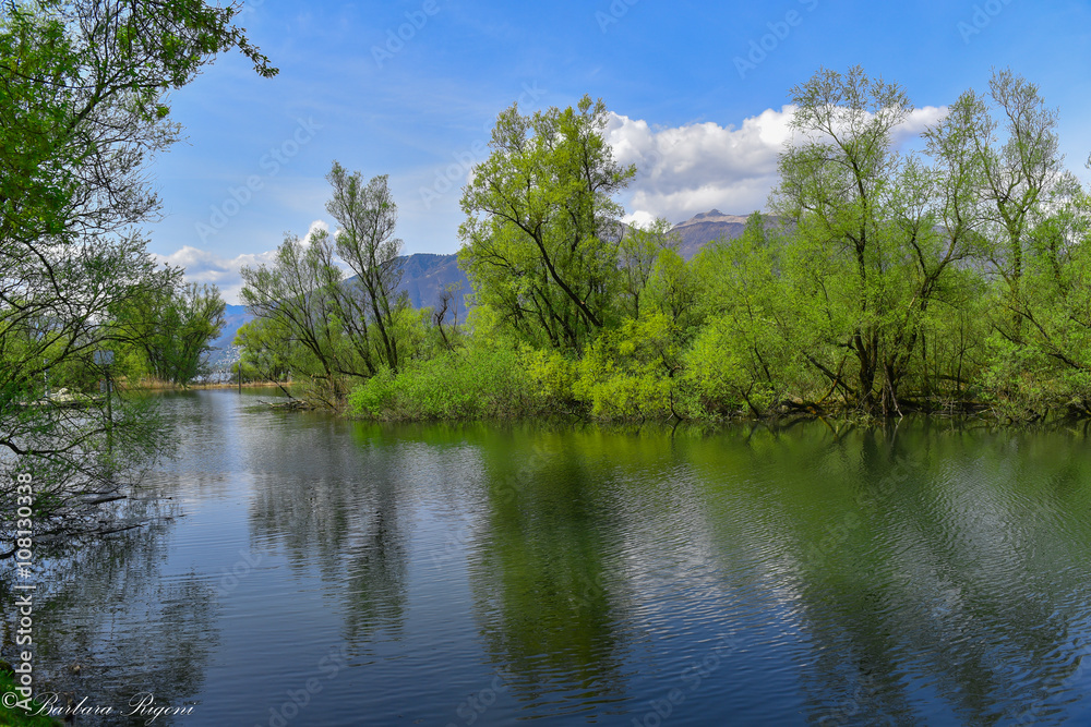Lago immerso nella natura con alberi verdi Lago immerso nella natura con alberi verdi