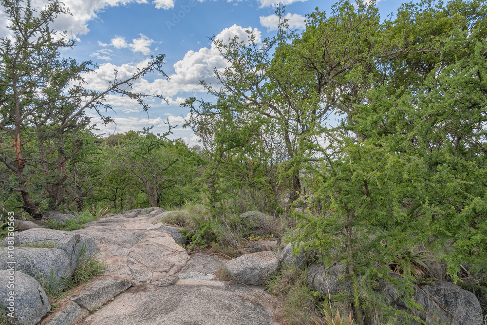 Acacia trees on large stone fragment against blue sky background. Serengeti National Park, Tanzania, Africa.
