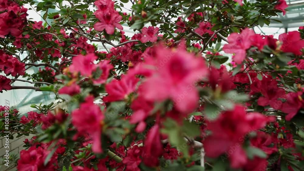Large Azalea Bush With Plenty of Red Flowers Focus Change Large Azalea Bush With Plenty of Red Flowers Focus Change