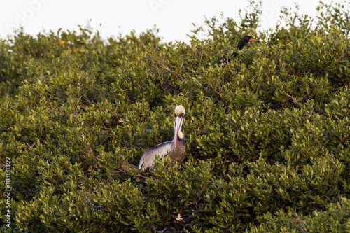 Perched Brown Pelican