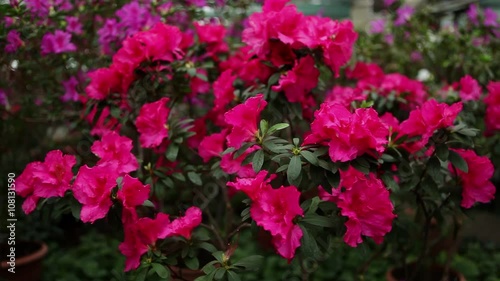 Wallpaper Mural Branch of Azalea Bush With Pink Blossoms Torontodigital.ca