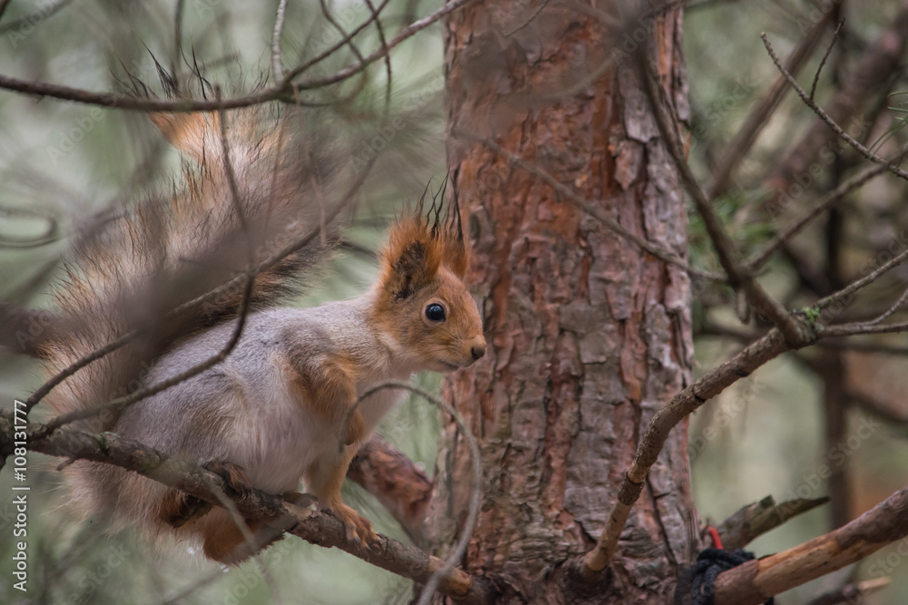 Fototapeta premium Белка