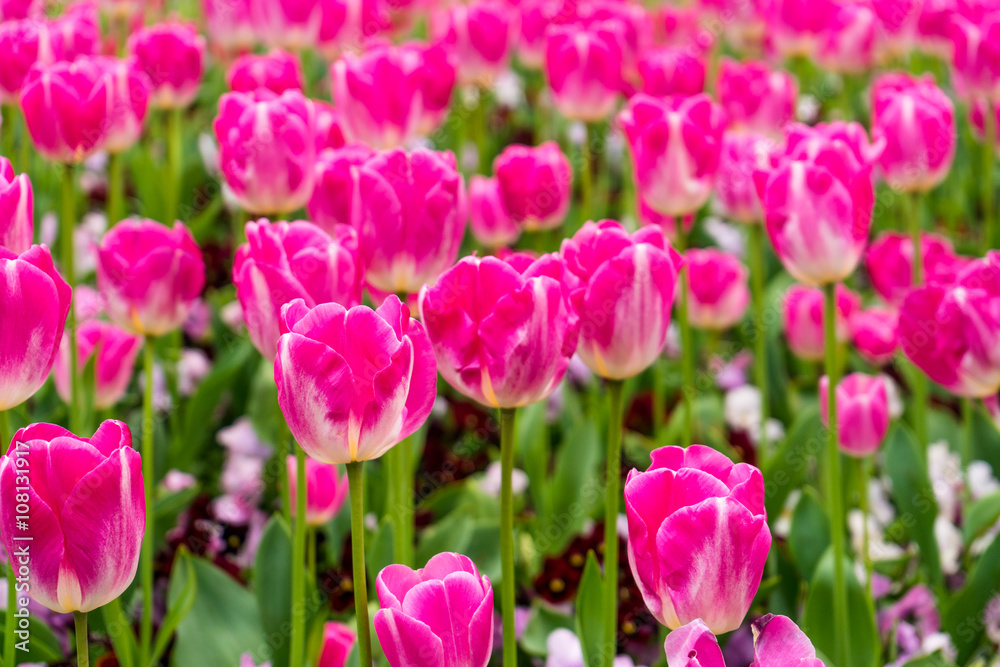 Pink tulip at garden