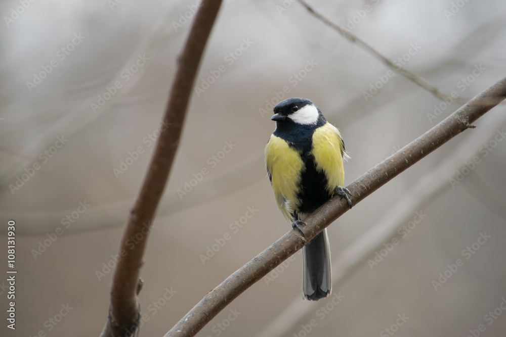 Fototapeta premium Синица