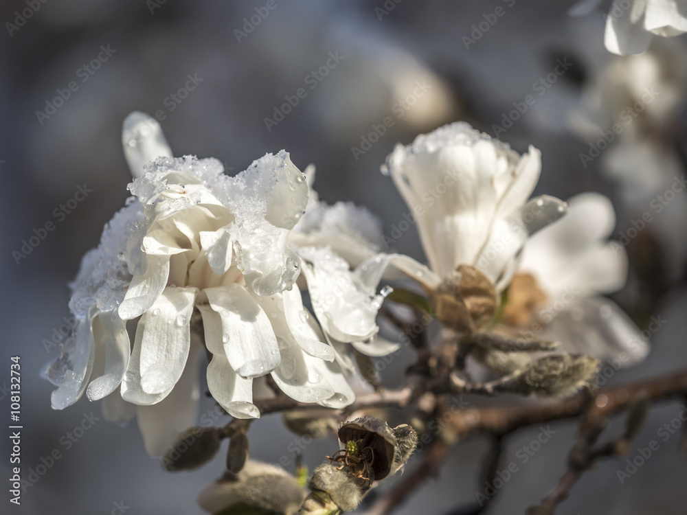Fototapeta premium Magnolia soulangeana, saucer magnolia tree