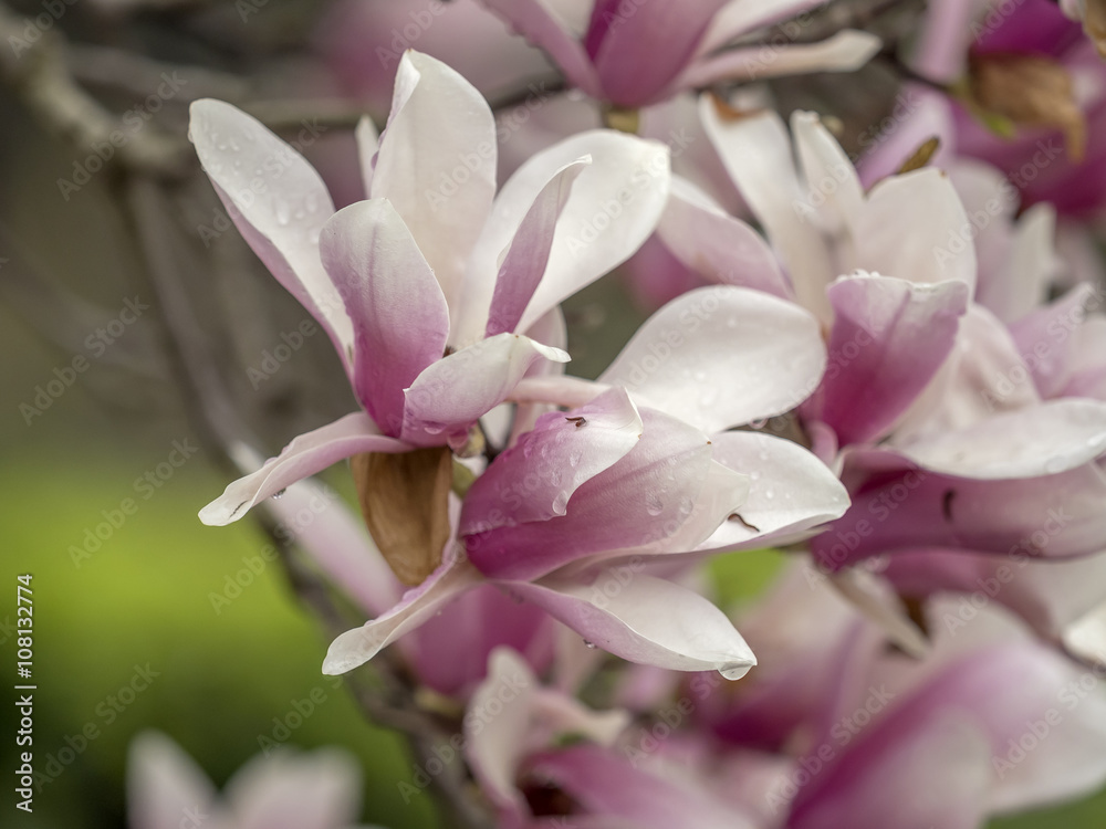 Fototapeta premium Magnolia soulangeana, saucer magnolia tree
