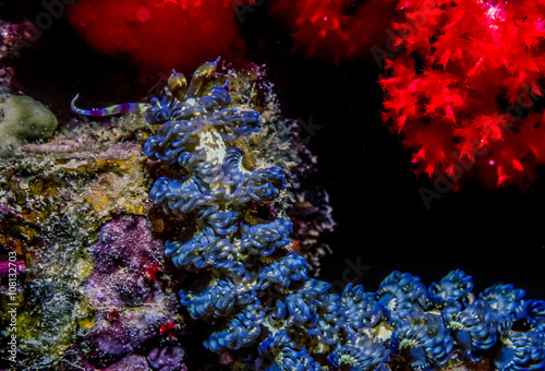 Blue Dragon,Pteraeolidia ianthina nudibranch