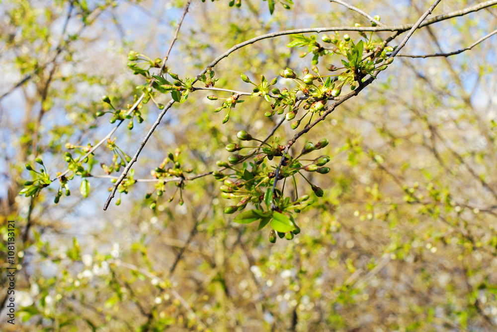 Bunches of young cherry blossoms. Bunches of young cherry blossoms.