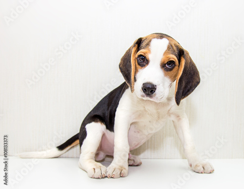 Funny beagle puppy