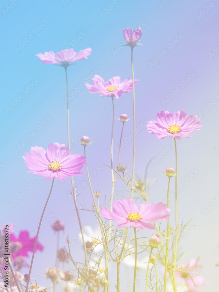 Cosmos Flowers background 1
