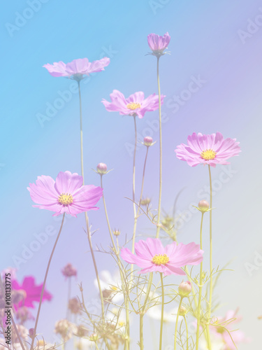 Fototapeta Naklejka Na Ścianę i Meble -  Cosmos Flowers background 1