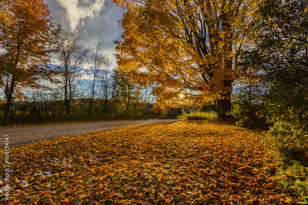 Obraz premium golden foliage of sugar maple tree by rural roadside at sunset