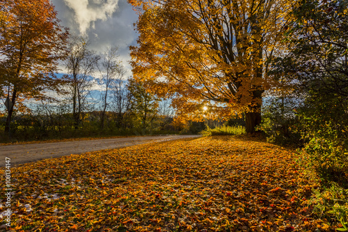 golden foliage of sugar maple tree by rural roadside at sunset