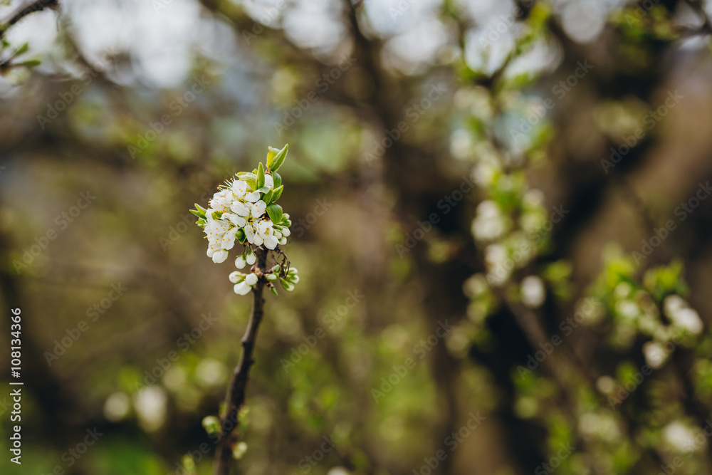 Mirabelle blossom Mirabelle blossom