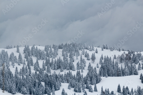 Mountain covered with snow and fir trees on the background of unfriendly gray sky. photo