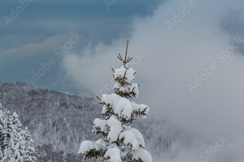 Tip of the fir tree covered with snow against the backdrop of snowy mountains and gray clouds. photo