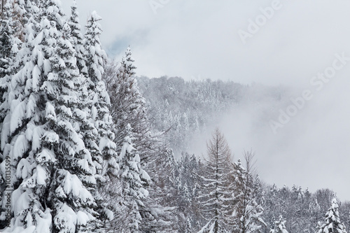 Part of mountain covered with snowy fir trees on a background of gray clouds.