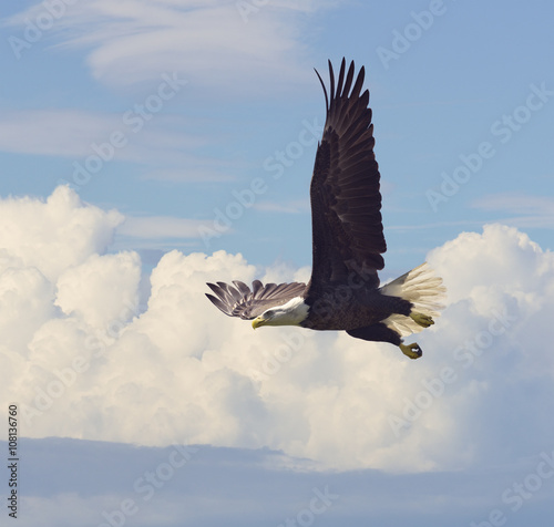 Bald Eagle in Flight