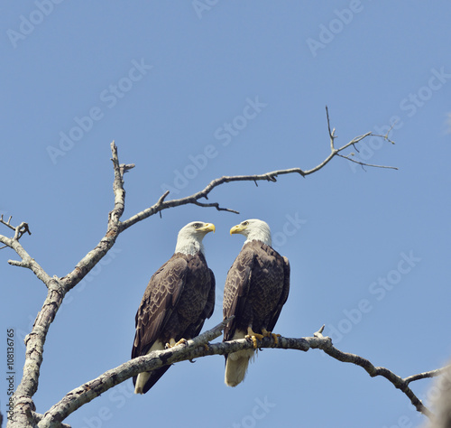 Two Bald Eagles