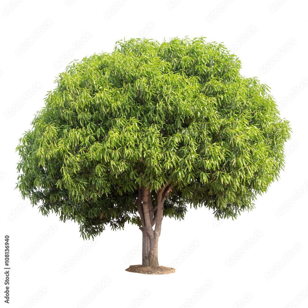 Isolated mango tree on white background with clipping path Stock Photo