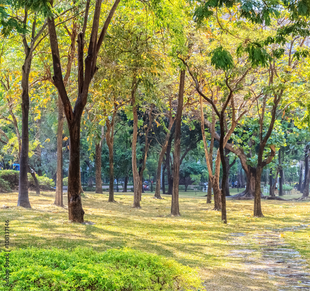 Trees in Public Park