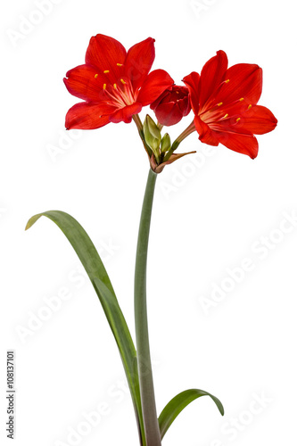 Fototapeta Naklejka Na Ścianę i Meble -  Red flower of Clivia, isolated on white background