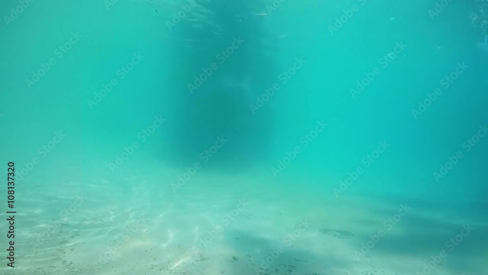 seals playing in the water - phoca vitulina seals playing in the water - phoca vitulina