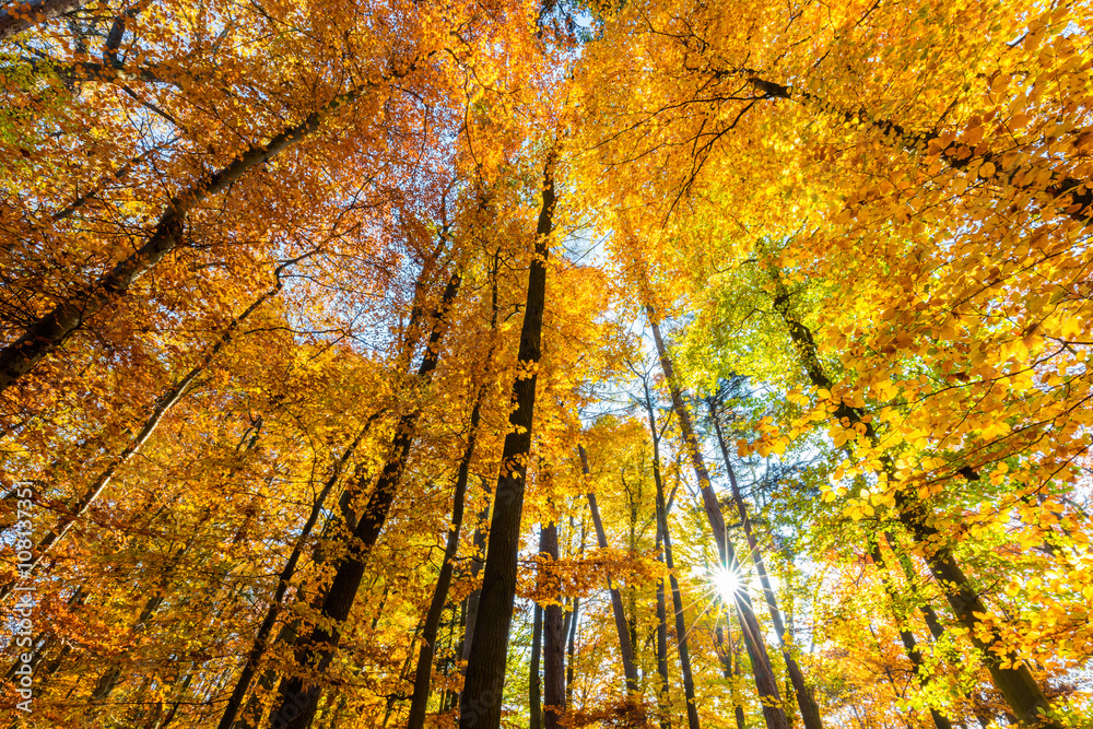 Herbstwald