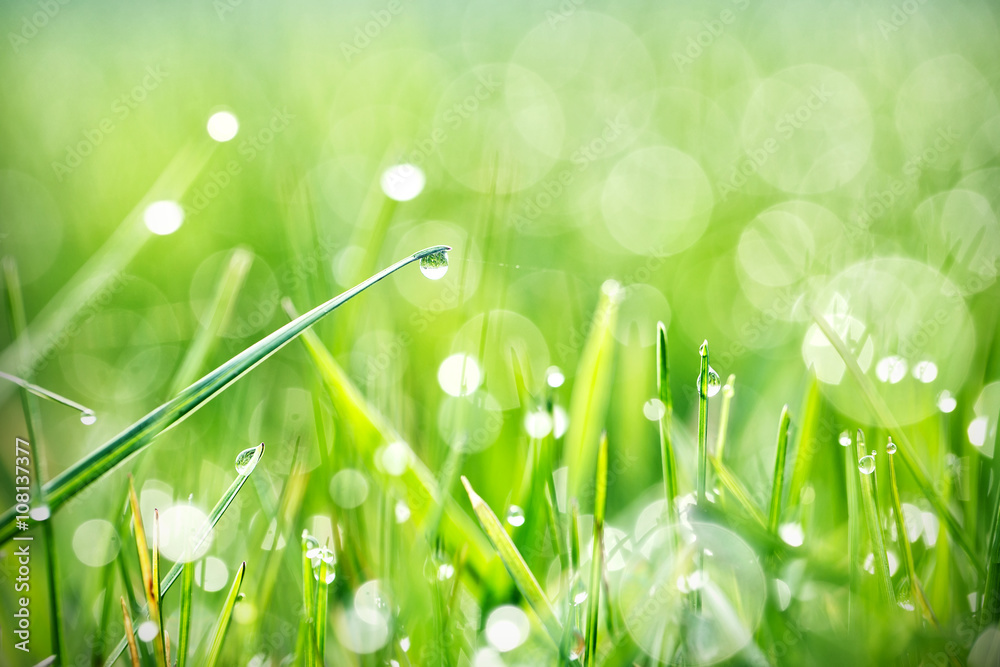 Fototapeta premium Green grass with dew
