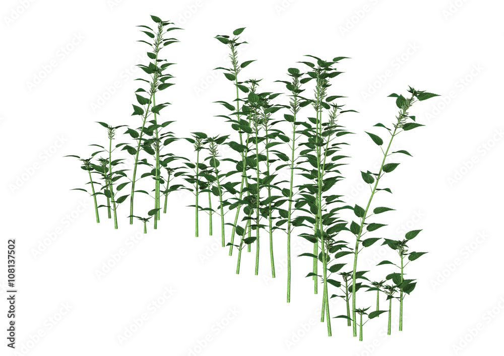 3D Illustration Urtica Dioica or Nettle on White 3D Illustration Urtica Dioica or Nettle on White