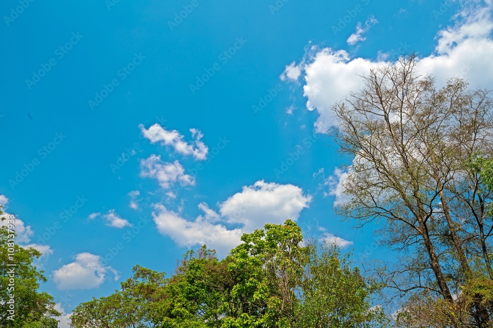 trees branches with blue sky clouds - beautiful background, Copy space
