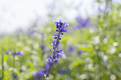 Lavender flowers 