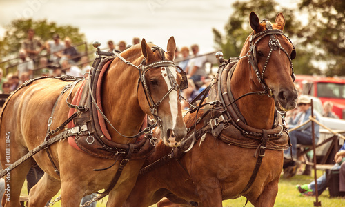 Draft horses in a horse pull.